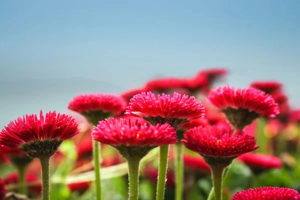 Aster çiçek portre — Stok fotoğraf