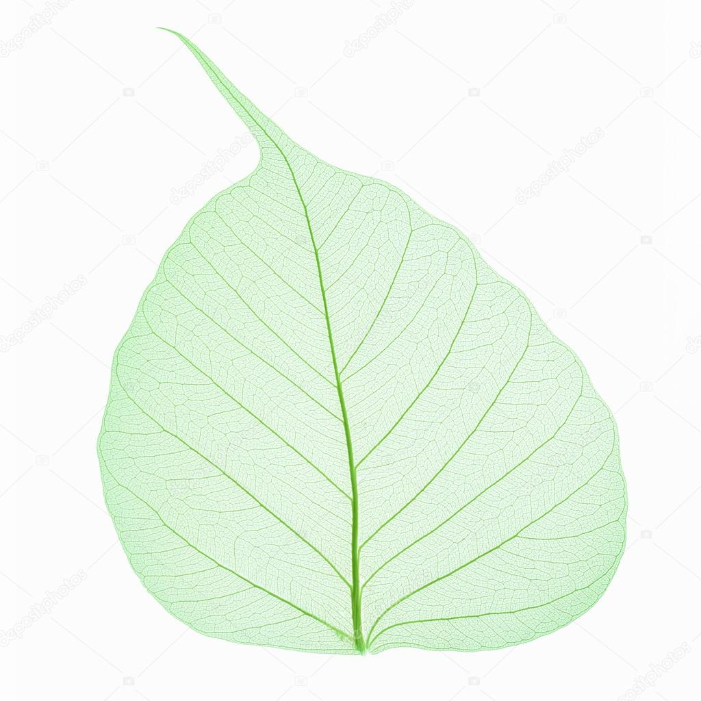 bodhi leaf vein isolated