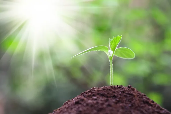 Seedling closeup with sunshine — Stock Photo, Image