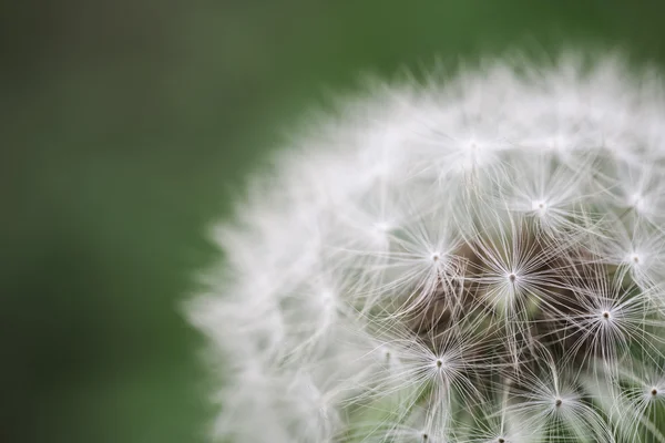 Maskros makro — Stockfoto