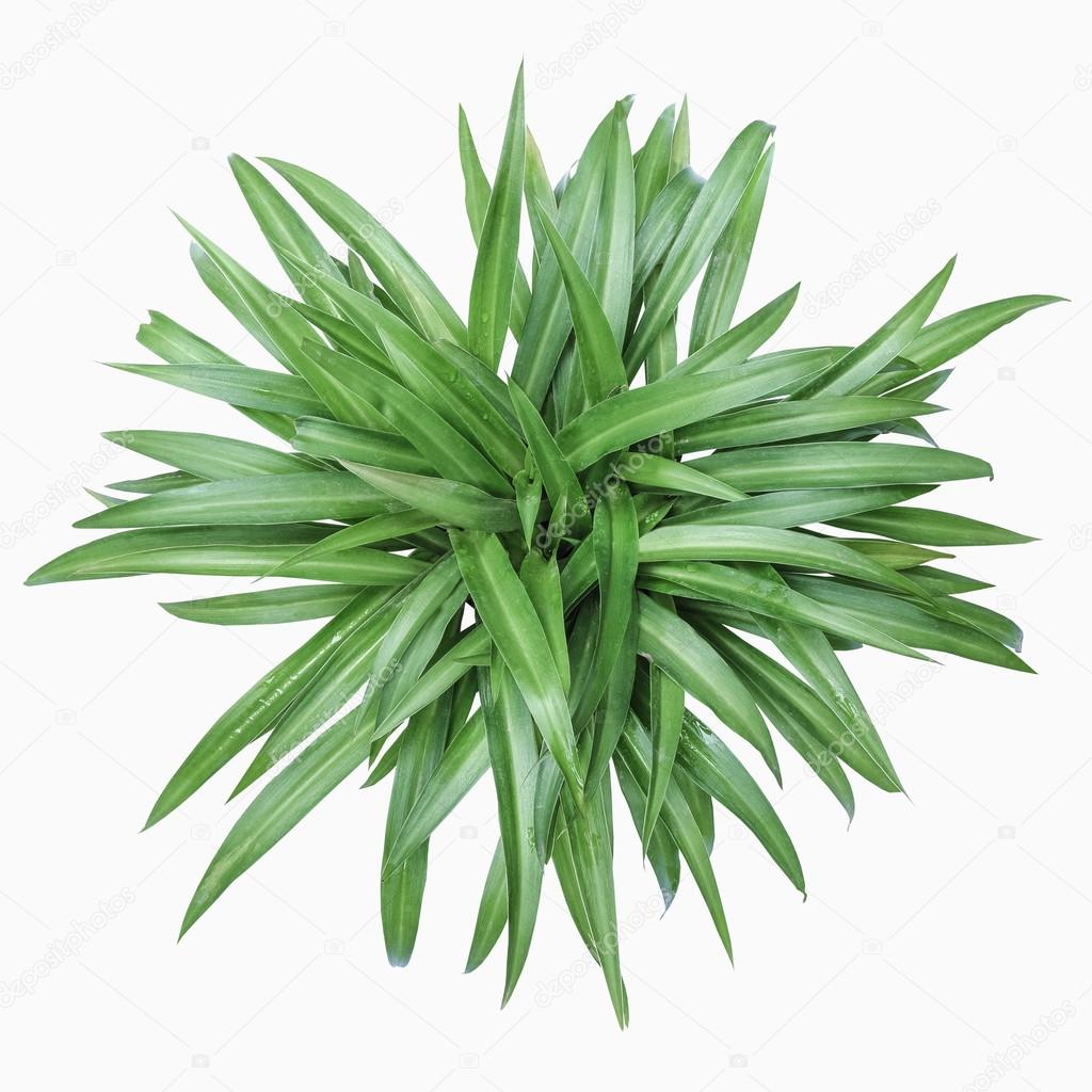 Chlorophytum Comosum Stock Photo By C Chungking