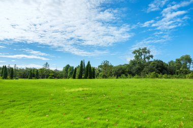 park grass in the morning clipart