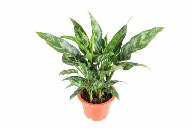 evergreen plant clipart