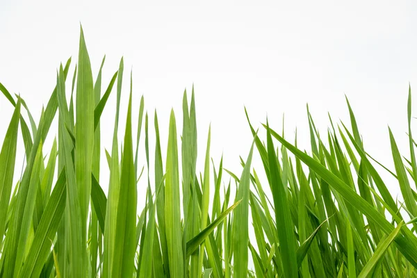 Färskt grönt gräs isolerade — Stockfoto