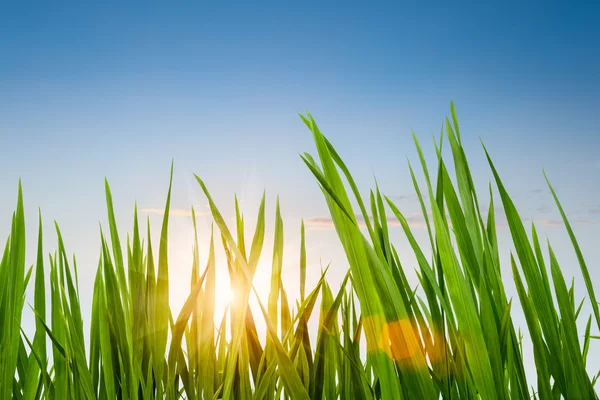 Зеленая трава с закатом неба — стоковое фото