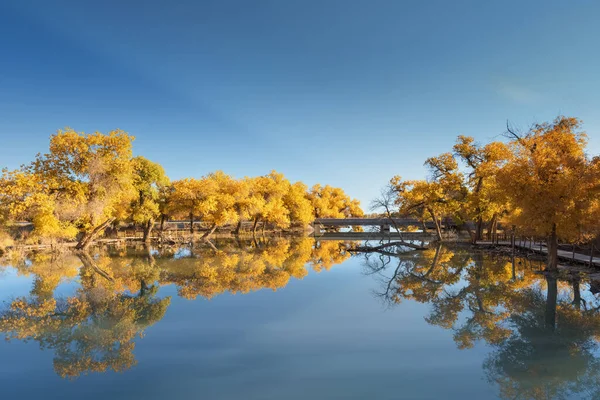 Mooie Ejina Herfst Gouden Populus Euphratica Bossen Aan Het Water — Stockfoto