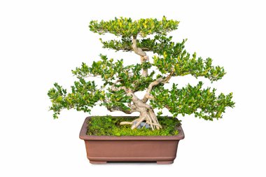 Beyaz arka planda izole edilmiş geleneksel boxwood ağacı bonsai