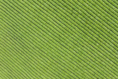 temiz çay tarlası yeşil arkaplan dokusu