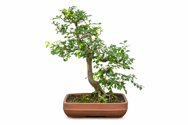 Bonsai Wiązu Drzewa Izolowane Białym Tle — Zdjęcie stockowe