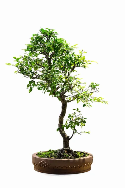 Bonsai Árvore Olmo Chinês Isolado Fundo Branco — Fotografia de Stock