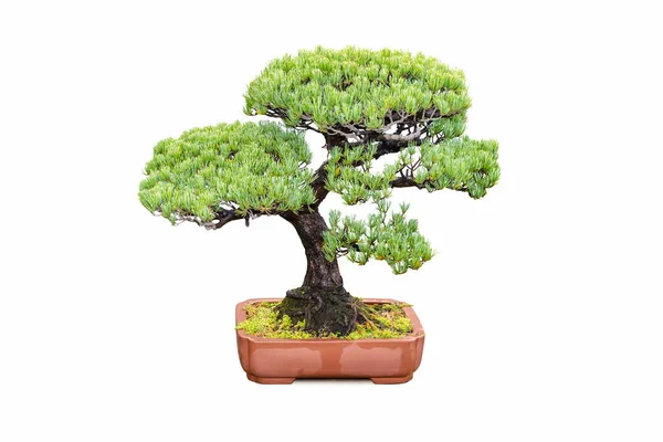 Bonsai Tree Five Needle Pine Isolated White Background — Stock Photo, Image