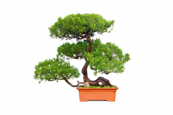 Bonsai Boróka Elszigetelt Fehér Háttér — Stock Fotó