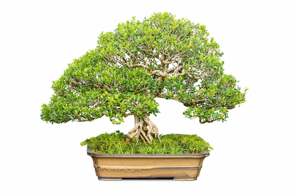 Bonsai Árvore Buxo Isolado Fundo Branco — Fotografia de Stock