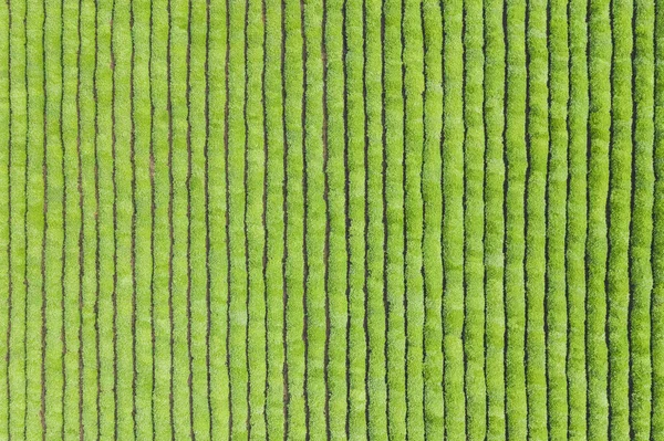 Čaj Plantáž Zelené Pozadí Textury — Stock fotografie