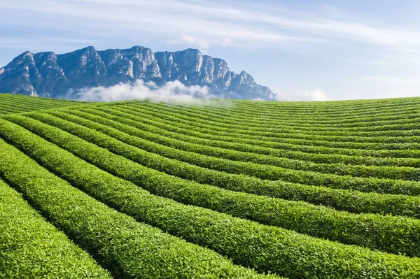 Gyönyörű Tea Ültetvény Régi Csúcsok Lushan Hegy Kína — Stock Fotó