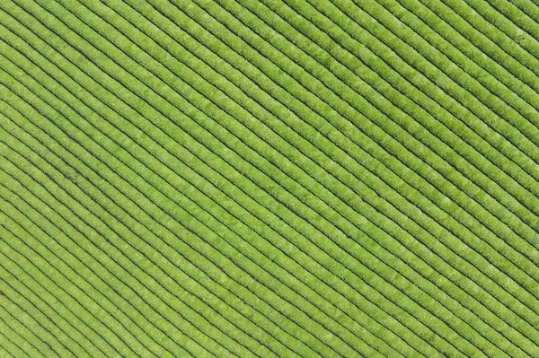 Plantation Thé Soigné Texture Fond Vert — Photo