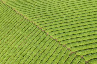 Çay tarlasının yeşil arka planının havadan görünüşü