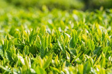 Taze çay ağacı yaprakları ilkbahar sabahı yakın planda, bitkiler gün ışığında yetişir.