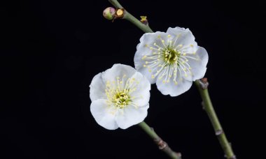 Beyaz erik çiçeği, siyah arka planda izole edilmiş, ilkbaharda yeşil calyx erik çiçekleri.