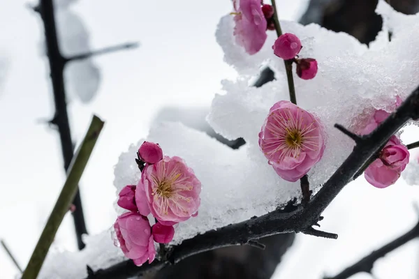 Red Plum Blossoms Bloom Cold Winter — Stock Photo, Image