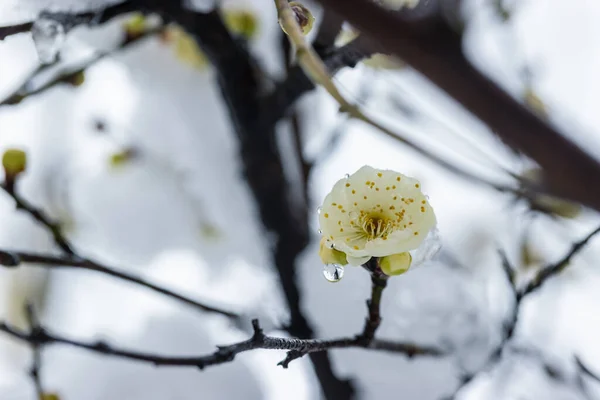 Grüne Pflaumenblüten Blühen Kalten Winter Ruhigen Raum Schuppen Besondere Orientalische — Stockfoto