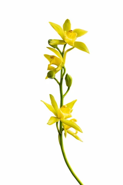 Orchid Isolated White Clipping Path — Stock Photo, Image