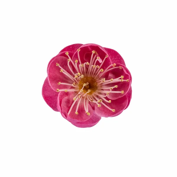 Kırpma Yolu Ile Beyaz Arkaplanda Izole Kırmızı Erik Çiçeği — Stok fotoğraf