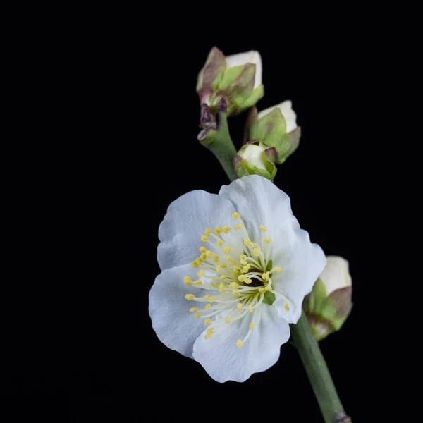 Weiße Pflaumenblume Nahaufnahme Isoliert Auf Schwarzem Hintergrund Grüner Kelch Pflaumenblüten — Stockfoto