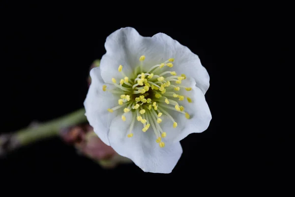 Flor Ciruela Blanca Primer Plano Aislado Sobre Fondo Negro Flores — Foto de Stock