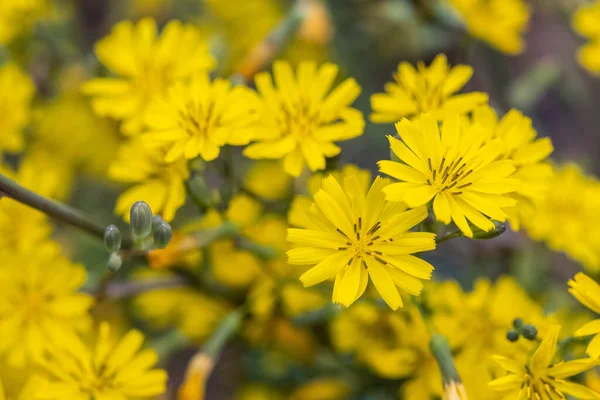Яркие Маленькие Желтые Цветы Весной Ixeridium Dentatum Зубчатый Иксеридиум Весенний — стоковое фото