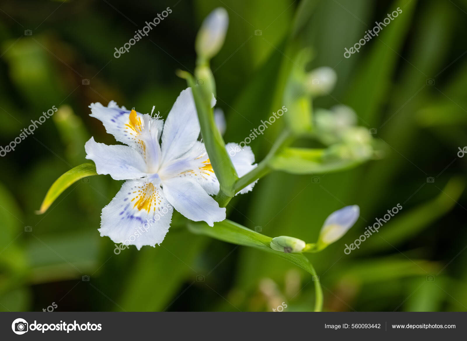 Iris japonica flower fotos de stock, imágenes de Iris japonica flower sin royalties | Depositphotos Iris japonica flower fotos de stock, imágenes de Iris japonica flower sin royalties | Depositphotos