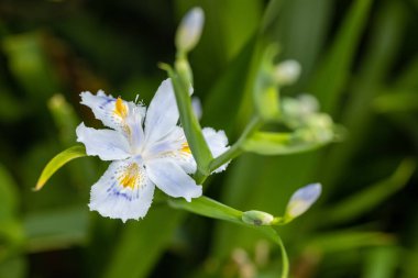 İris japonica çiçeği İlkbaharda kapanıyor, püsküllü iris bitkisi