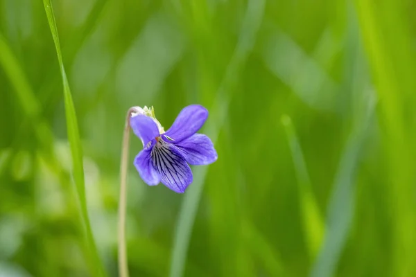 Púrpura Pequeña Flor Sobre Fondo Verde Viola Inconspicua — Foto de Stock