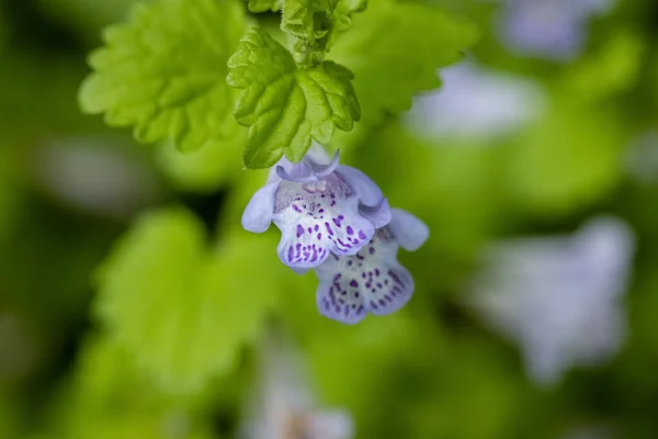 Closeup Ground Ivy Flowers Spring Glechoma Longituba — Stock Photo, Image