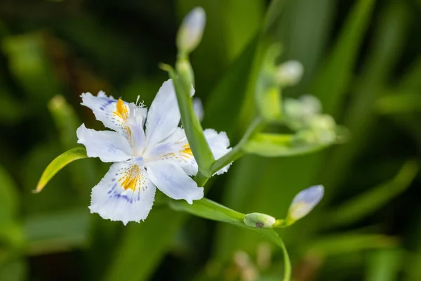 Iris Japonica Flor Primer Plano Primavera Hierba Iris Flecos — Foto de Stock