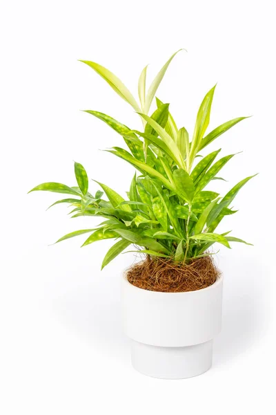 Beyaz Arka Planda Izole Edilmiş Küçük Saksı Yeşil Bitki Dracaena — Stok fotoğraf