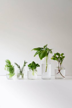 Taze bitkilerle dolu 5 bardak. 