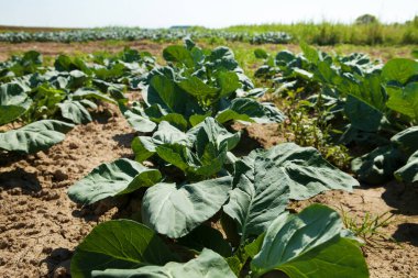 Bir tarlada büyüyen Collard Yeşilleri 'nin yakın çekimi