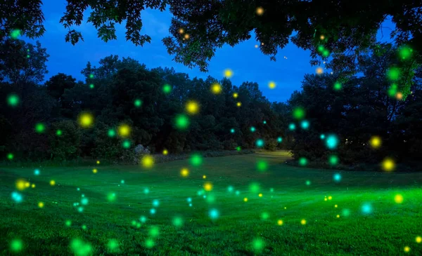 Summer Night Sky Full Glowing Fireflies Lightning Bugs — Stock fotografie