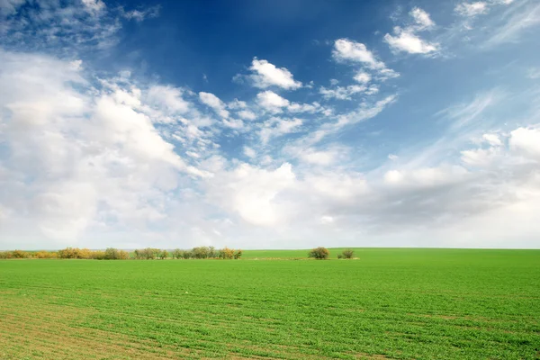 Green plants — Stock Photo, Image