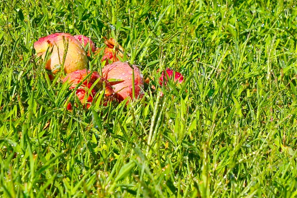 Яблука на зеленій траві — стокове фото