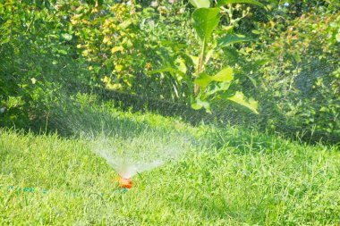 suyu ve yeşil bitki