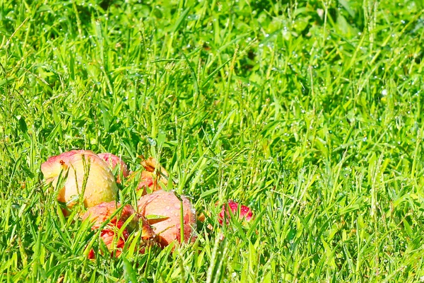 Appels op de met gras begroeide groene — Stockfoto