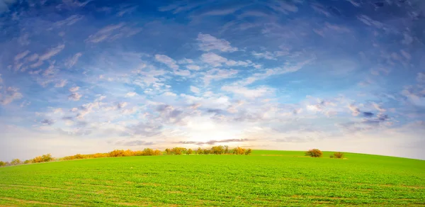 On the solar meadow — Stock Photo, Image