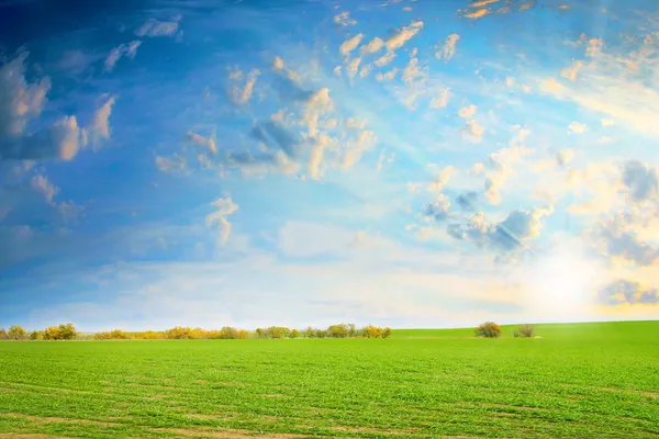 On the solar meadow — Stock Photo, Image