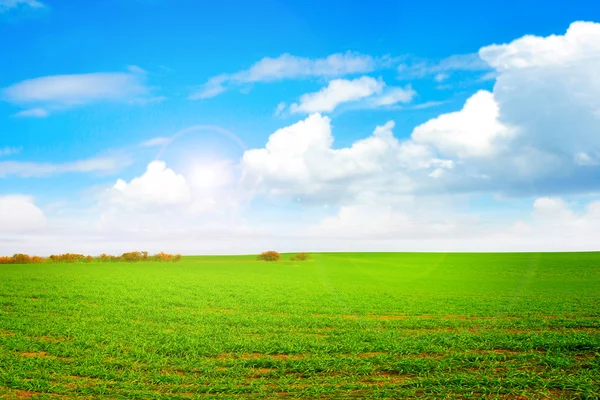 Solar meadow — Stock Photo, Image