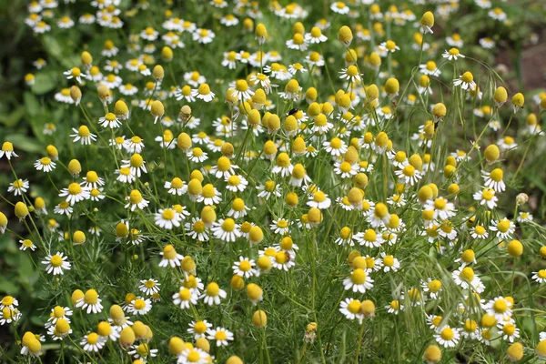 Vilda daisywheel på fältet — Stockfoto