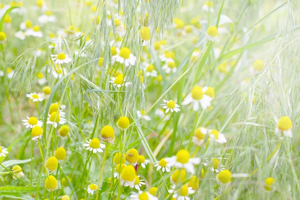 Roue de marguerite sauvage sur le terrain — Photo