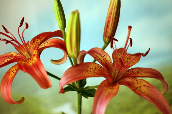 Lírio de flor — Fotografia de Stock