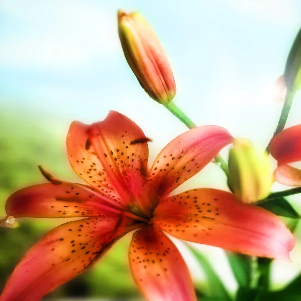 Lírio de flor — Fotografia de Stock